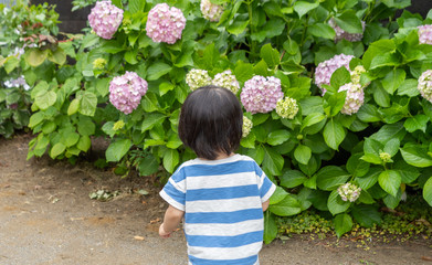 子供　あじさい