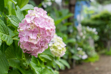 あじさい　花