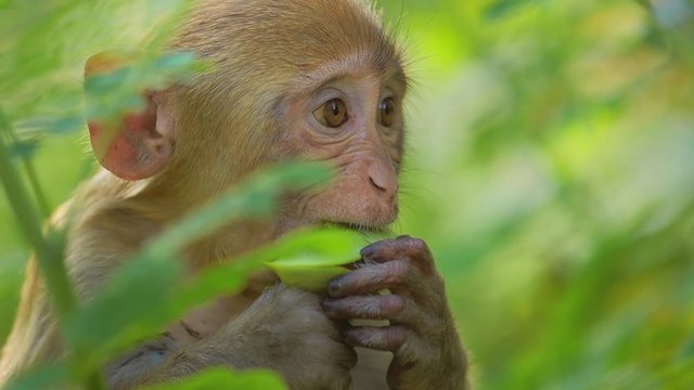Rhesus macaque (Macaca mulatta) in slow motion is one of the best-known species of Old World monkeys. Ranthambore National Park Sawai Madhopur Rajasthan India