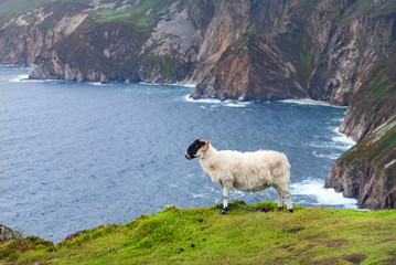 irish Sheep