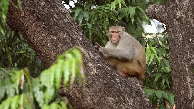 Rhesus macaque (Macaca mulatta) in slow motion is one of the best-known species of Old World monkeys. Ranthambore National Park Sawai Madhopur Rajasthan India
