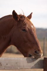 California ranch horses at a riding stable. A stock horse is well suited for working with livestock, particularly cattle. A horse used for ranch work or for competition. Big bodied ranch gelding.