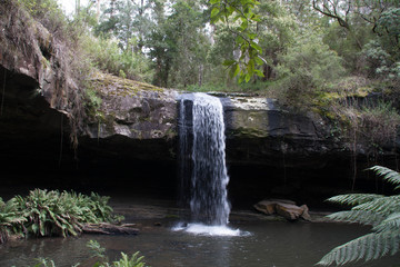 Fototapeta premium waterfall in forest