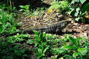 Tegu lizard