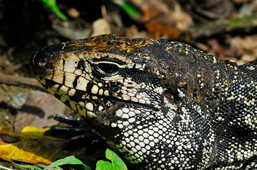 Tegu lizard
