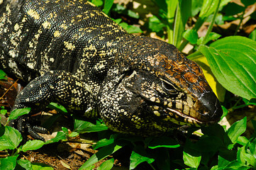 Tegu lizard