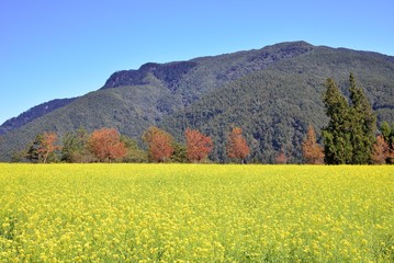 Rape (Brassica napus) flower field at Wuling Farm, Taiwan