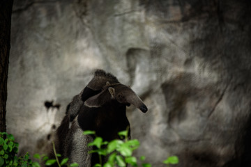 Fototapeta na wymiar Giant anteater. Latin name - Myrmecophaga tridactyla