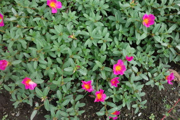 公園に咲いたピンクのポーチュラカの花