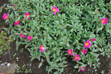 公園に咲いたピンクのポーチュラカの花