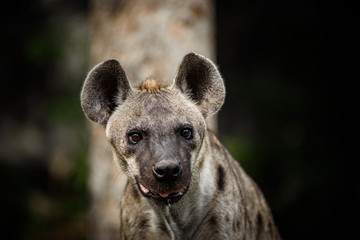 African hunting dog running on the path. Latin name - Lycaon pictus