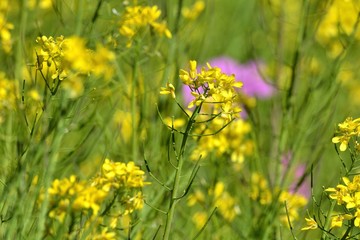 Rape (Brassica napus) flower field at Wuling Farm, Taiwan
