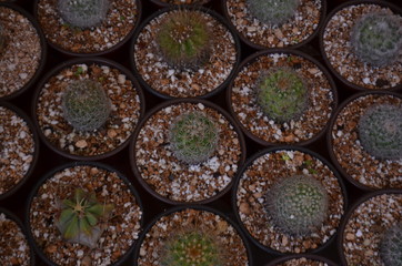Varios cactus en macetas