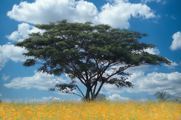 Beautiful summer landscape picture field with a single tree on the horizon that intersects