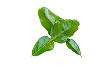 fresh green Kaffir lime leaves lay flat top view in isolated white background with clipping path