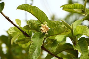 organic guava fruit in tree