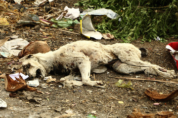 domestic dead dog in Indian street