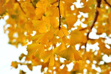 Ginkgo biloba, is an autumn background of yellow leaves