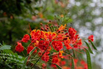 red flowers in garden