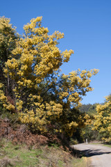 Pathway - Stevenson falls
