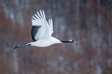Red Crowned Crane at Kushiro Hokkaido Japan
