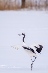 Red Crowned Crane at Kushiro Hokkaido Japan