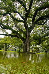 Fototapeta premium Mossy Green Old Tree in Rainy Park with Puddle