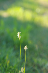 Two Single Plants Against Green Blurry Background