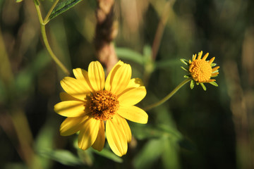 Small Yellow Flowers in Bright Sunlight