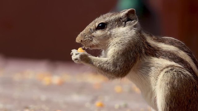 Indian palm squirrel or three-striped palm squirrel (Funambulus palmarum) is a species of rodent in the family Sciuridae found naturally in India (south of the Vindhyas) and Sri Lanka.