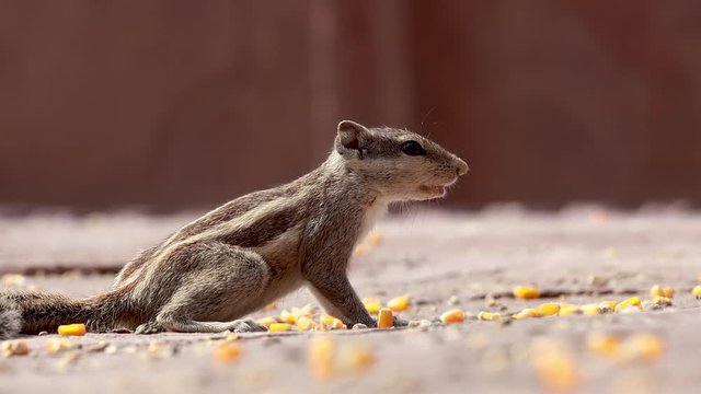 Indian palm squirrel or three-striped palm squirrel (Funambulus palmarum) is a species of rodent in the family Sciuridae found naturally in India (south of the Vindhyas) and Sri Lanka.