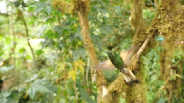 Buff-tailed coronet (Boissonneaua flavescens) hummingbird, hovering, slow motion. In humid montane rainforest on the western slopes of the Andes near Mindo, Ecuador