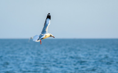 Fototapeta na wymiar Seagulls flying on blue sea background