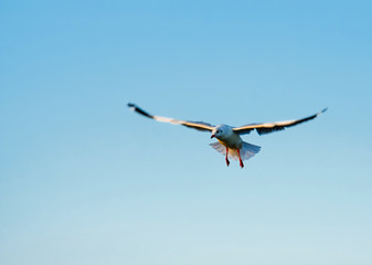 Seagulls flying on blue sky background