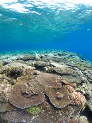 沖縄の海のさんご礁