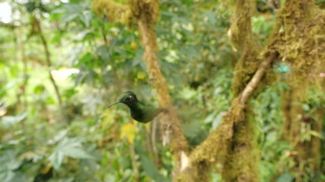 Buff-tailed coronet (Boissonneaua flavescens) hummingbird, hovering, slow motion. In humid montane rainforest on the western slopes of the Andes near Mindo, Ecuador