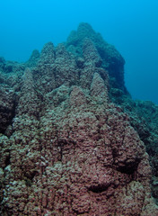 Microbialites in Pavilion Lake, BC, Canada