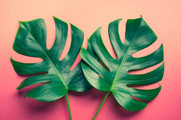 Fototapeta na wymiar Beautiful monstera leaves (leaf) on colorful for decorating composition design background
