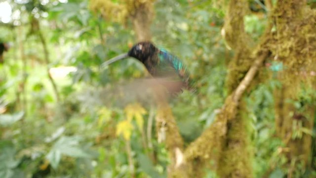 Hummingbird slow-motion: juvenile Velvet-purple Coronet (Boissonneaua jardini), hovering. Near Mindo on the western slopes of the Andes, Ecuador.
