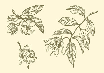 Set of ylang ylang branches and flowers on yellow background. Hand drawn botanical illustration with brown contour lines in vector.