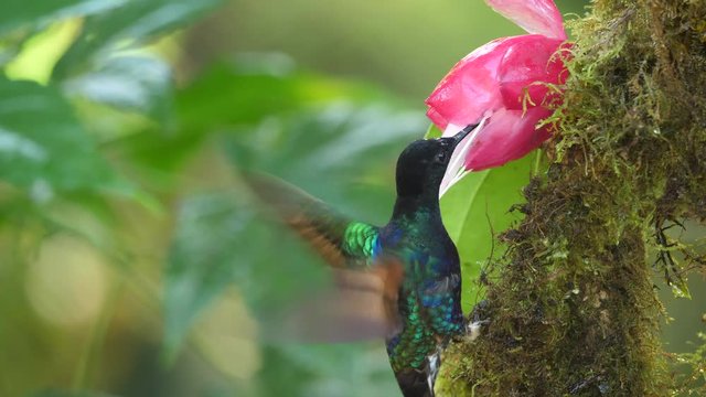 Hummingbirds: several Velvet-purple Coronets (Boissonneaua jardini) competing for nectar from a Cavendishia flower, near Mindo on the western slopes of the Andes, Ecuador