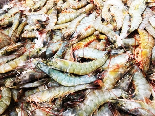 Close up Raw Fresh shrimp for sale at the market, shrimps background with copy space