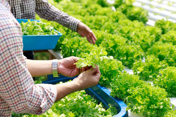 Hydroponics farm ,Worker Harvesting and collect environment data from lettuce organic hydroponic vegetable at greenhouse farm garden.
