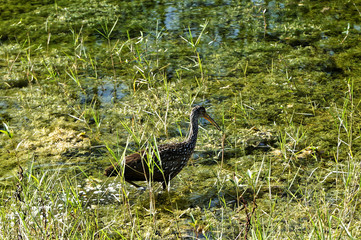 Aramus guarauna - limpkin in Florida swamp