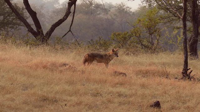 Indian wolf (Canis lupus pallipes) is a subspecies of grey wolf that ranges from Southwest Asia to the Indian Subcontinent. It is intermediate in size between the Tibetan and Arabian wolf