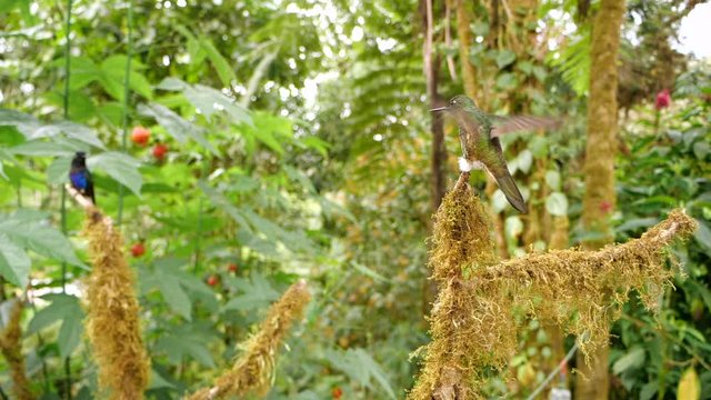 Buff-tailed coronet (Boissonneaua flavescens) landing on a perch in slow motion followed by another. In humid montane rainforest on the western slopes of the Andes near Mindo, Ecuador 