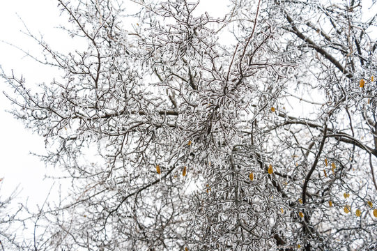 Ice covered tree branches after a freezing rain in Ontario, Canada
