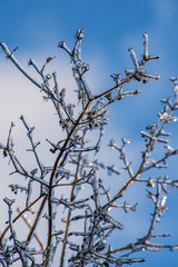 Fototapeta na wymiar Ice covered tree branches after a freezing rain in Ontario, Canada