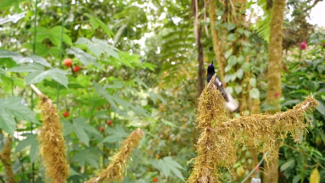 Velvet-purple Coronet (Boissonneaua jardini) hummingbird flying to its perch in slow motion. In humid montane rainforest on the western slopes of the Andes near Mindo, Ecuador 