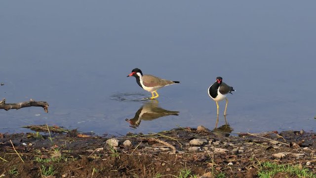 Red-wattled lapwing (Vanellus indicus) is an Asian lapwing or large plover, a wader in the family Charadriidae. Ranthambore National Park Sawai Madhopur Rajasthan India